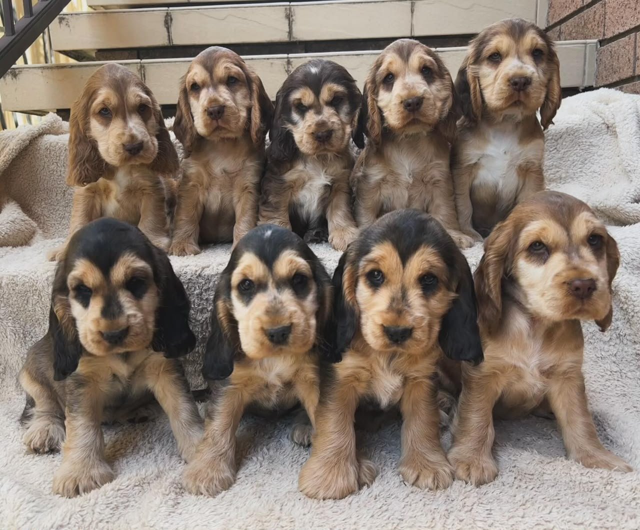 Cocker Spaniel puppy showing off its gentle, alert temperament