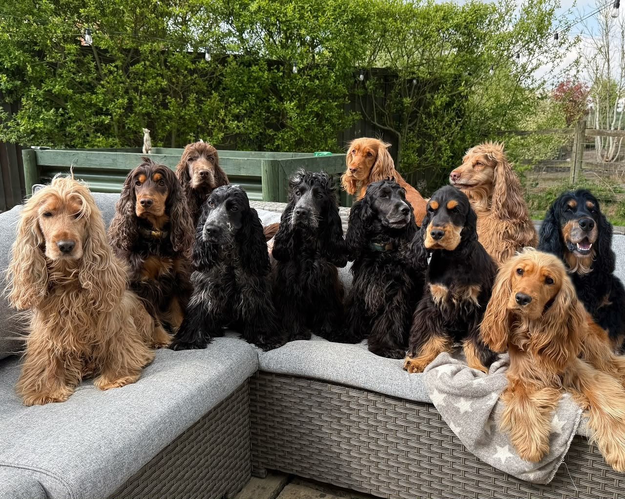 Cocker Spaniel puppy raised at home by Cocker Spaniel Family